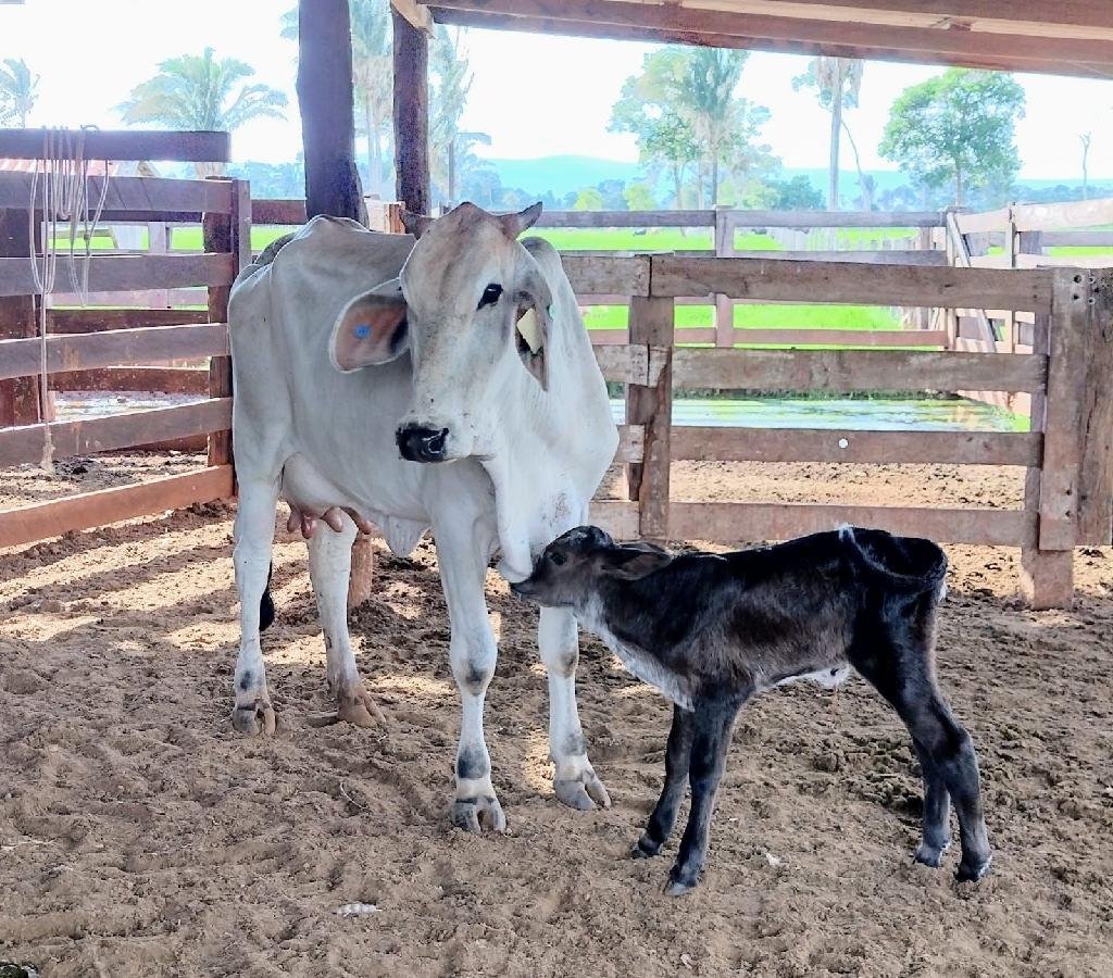 Termina no dia 21 seleção de associações para receber investimentos do governo de Mato Grosso para fomento da bacia leiteira  