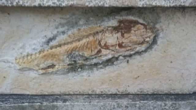 Países mais ricos monopolizam estudos de fósseis, mostra levantamento