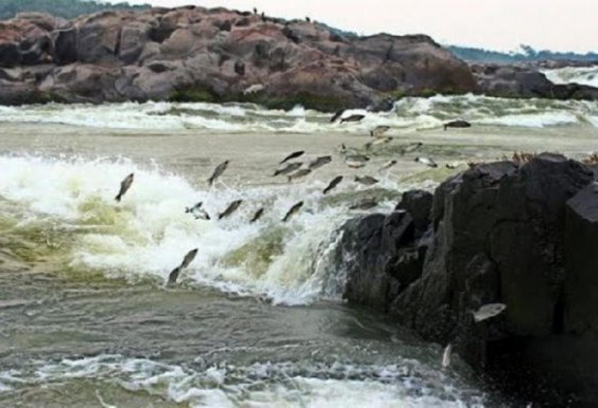 Piracema termina nesta segunda-feira nos rios de MT
