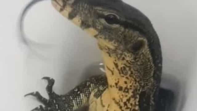 Turista britânico surpreendido por réptil venenoso no vaso sanitário