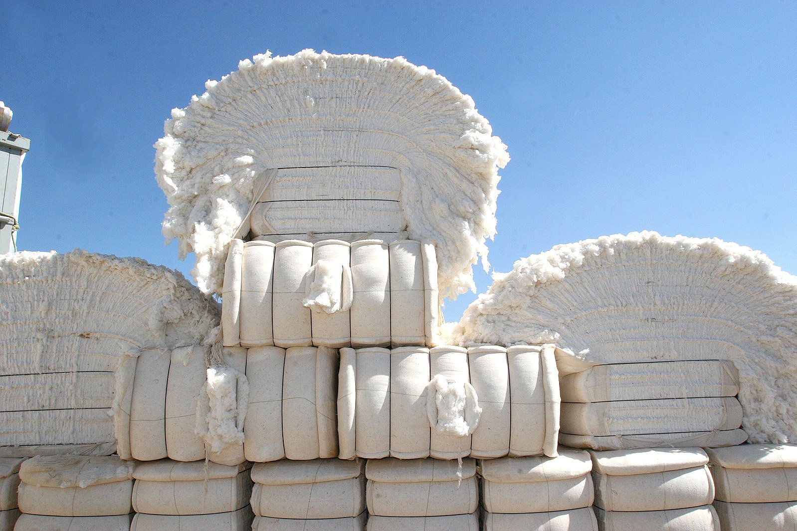 Mato Grosso segue como maior exportador de algodão; Vietnã, Paquistão e Bangladesh maiores clientes