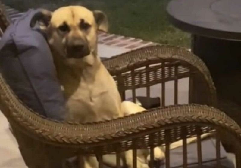 Família acorda com cachorro caramelo na varanda e ajuda com um lar