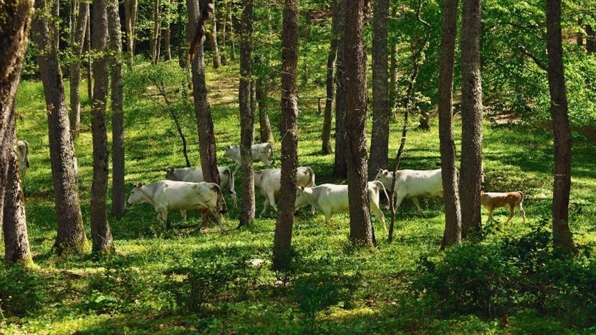 Pecuaristas são remunerados por preservar florestas