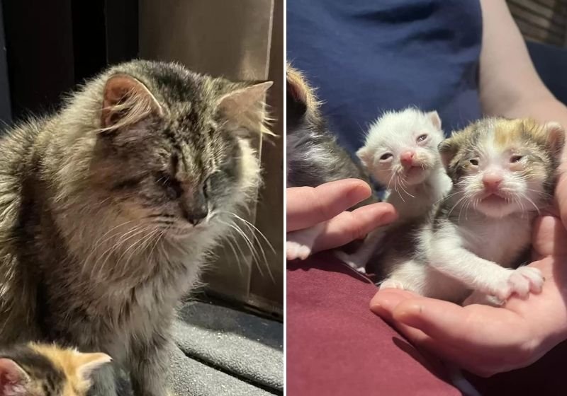 Gatinha ‘cega’ pede ajuda a desconhecido e consegue lar para filhotes