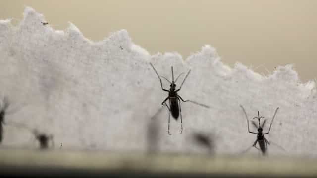 São Paulo já soma mais casos de dengue do que em todo ano passado