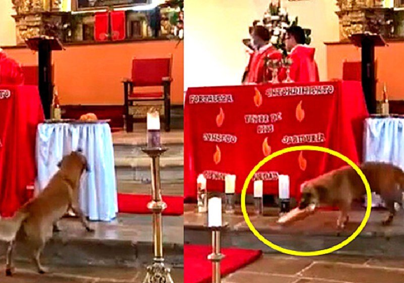 Cão caramelo aproveita distração de padre e rouba pão da missa: vídeo