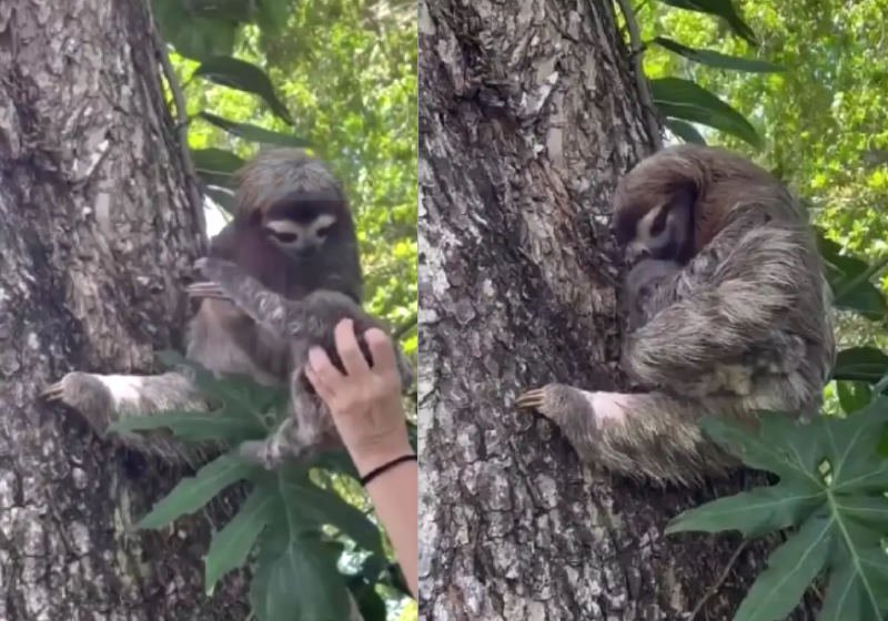 Bebê preguiça perdido na floresta é resgatado e volta para a mãe. Vídeo