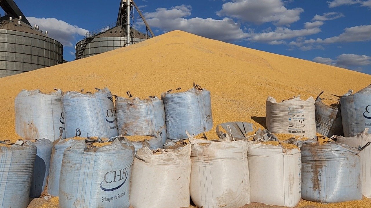 Agricultores preocupados com falta de armazéns e milho fica a céu aberto no Nortão; “safra grande”