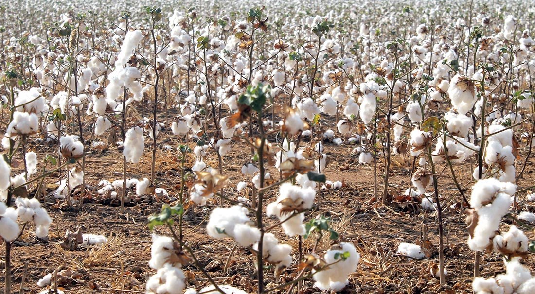 Oferta de algodão em pluma em Mato Grosso cai 3,2%, constata instituto