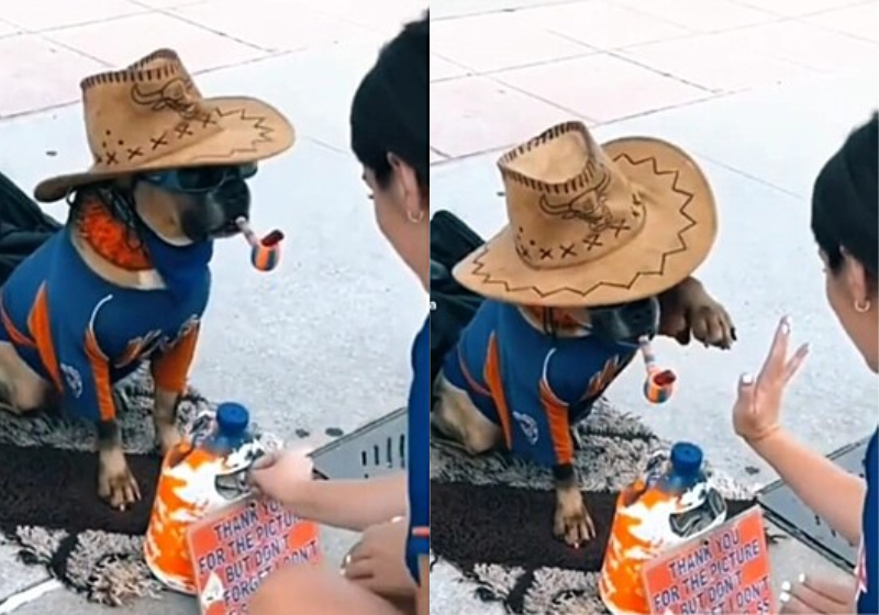 Cão só dá patinha a turistas se ganhar gorjeta e vídeo viraliza