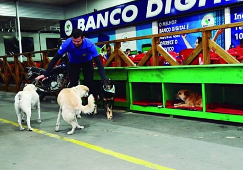 Funcionários de posto adotam 5 cães sem dono: “eles cuidam da gente”