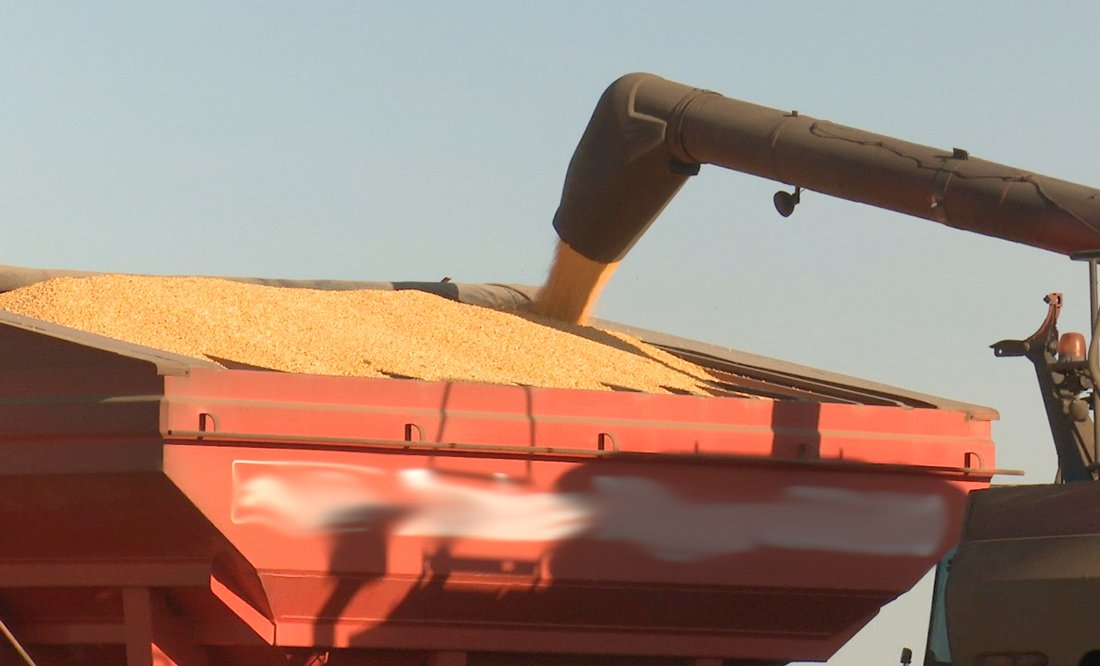 Cotação do milho em Mato Grosso aumenta e média é de R$ 60, diz IMEA