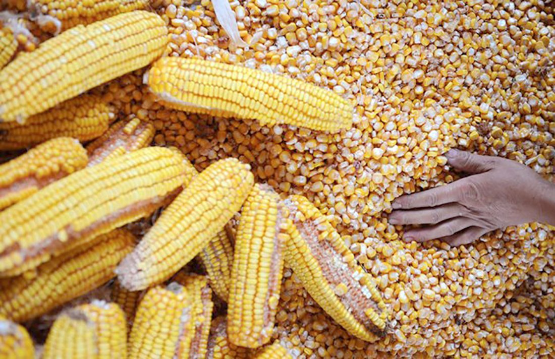 Cotação do milho disponível em Mato Grosso sobe 3% e média é de R$ 62