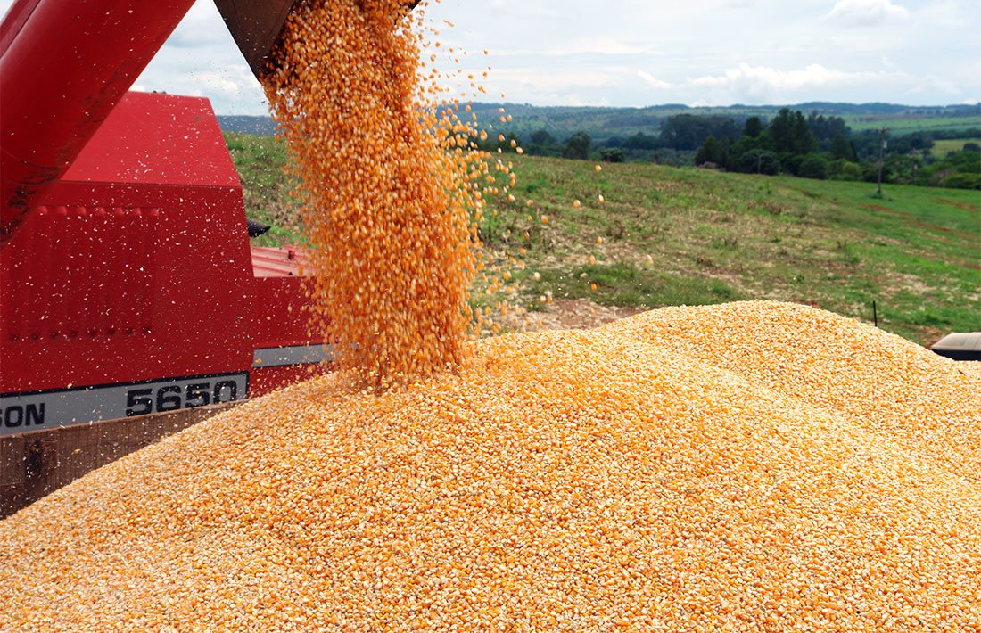 Colheita de milho em Mato Grosso está no final; estimativa de 102 sacas/hectare aponta IMEA