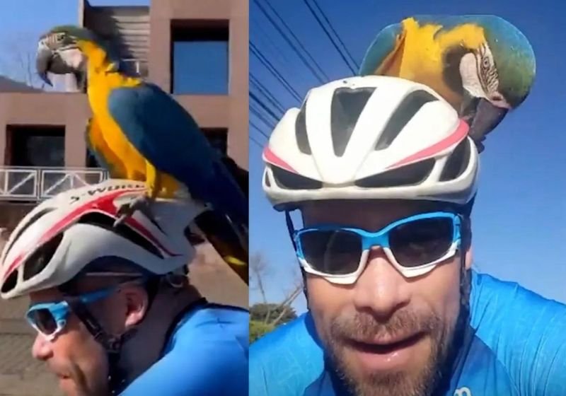 Arara pega carona em capacete de ciclista e vídeo viraliza