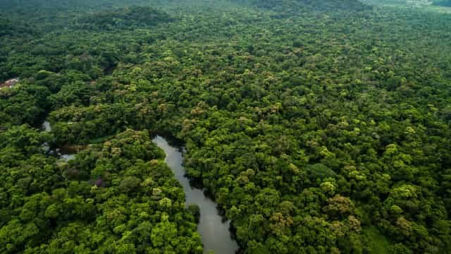 Supostas áreas de empresa que vende NFTs na Amazônia têm desmate