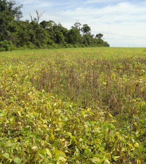 Qual é o melhor momento para realizar a  coleta para diagnose de nematoides da soja?