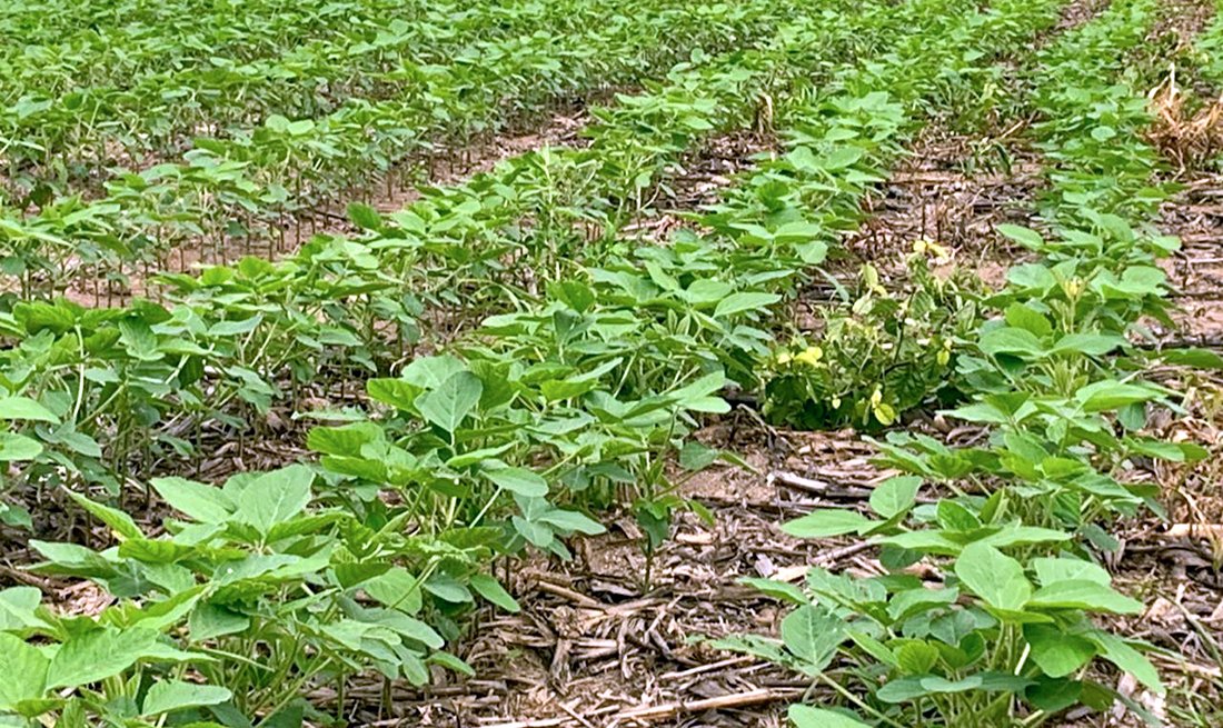 Plantio de soja em Mato Grosso chega a 96% da área