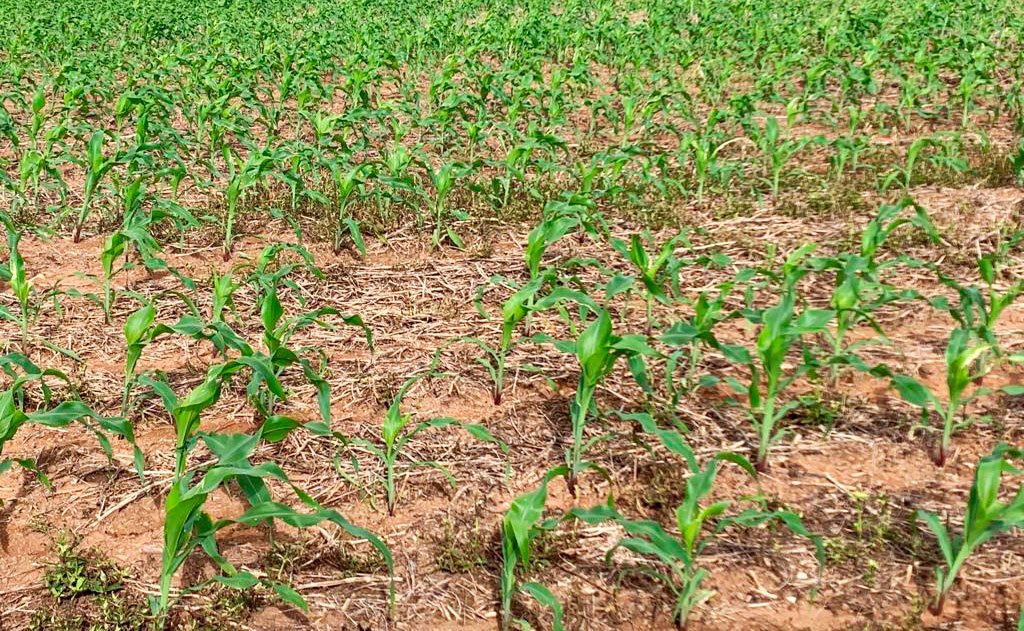 Adiantamento da conclusão do plantio da soja em Mato Grosso deve beneficiar o plantio do milho