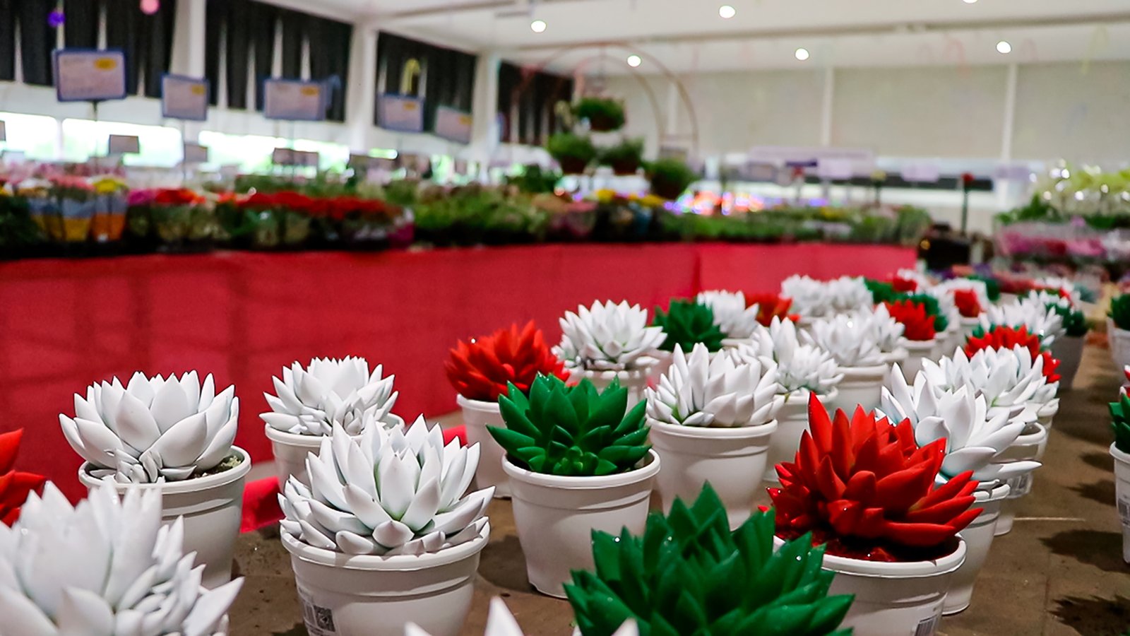 Produtores customizam flores e plantas para estimular vendas para as festas de fim de ano