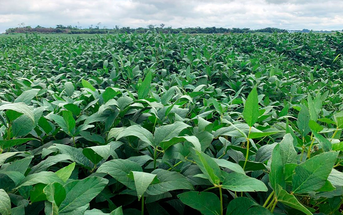 Levantamento do IMEA aponta queda na produtividade de soja em Mato Grosso