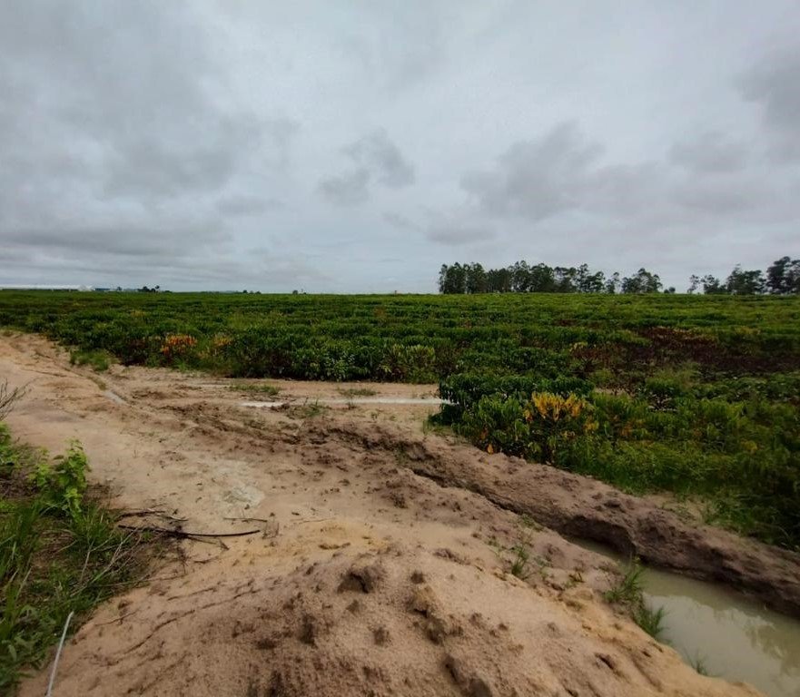 Excesso de chuva pode impactar as principais regiões produtoras