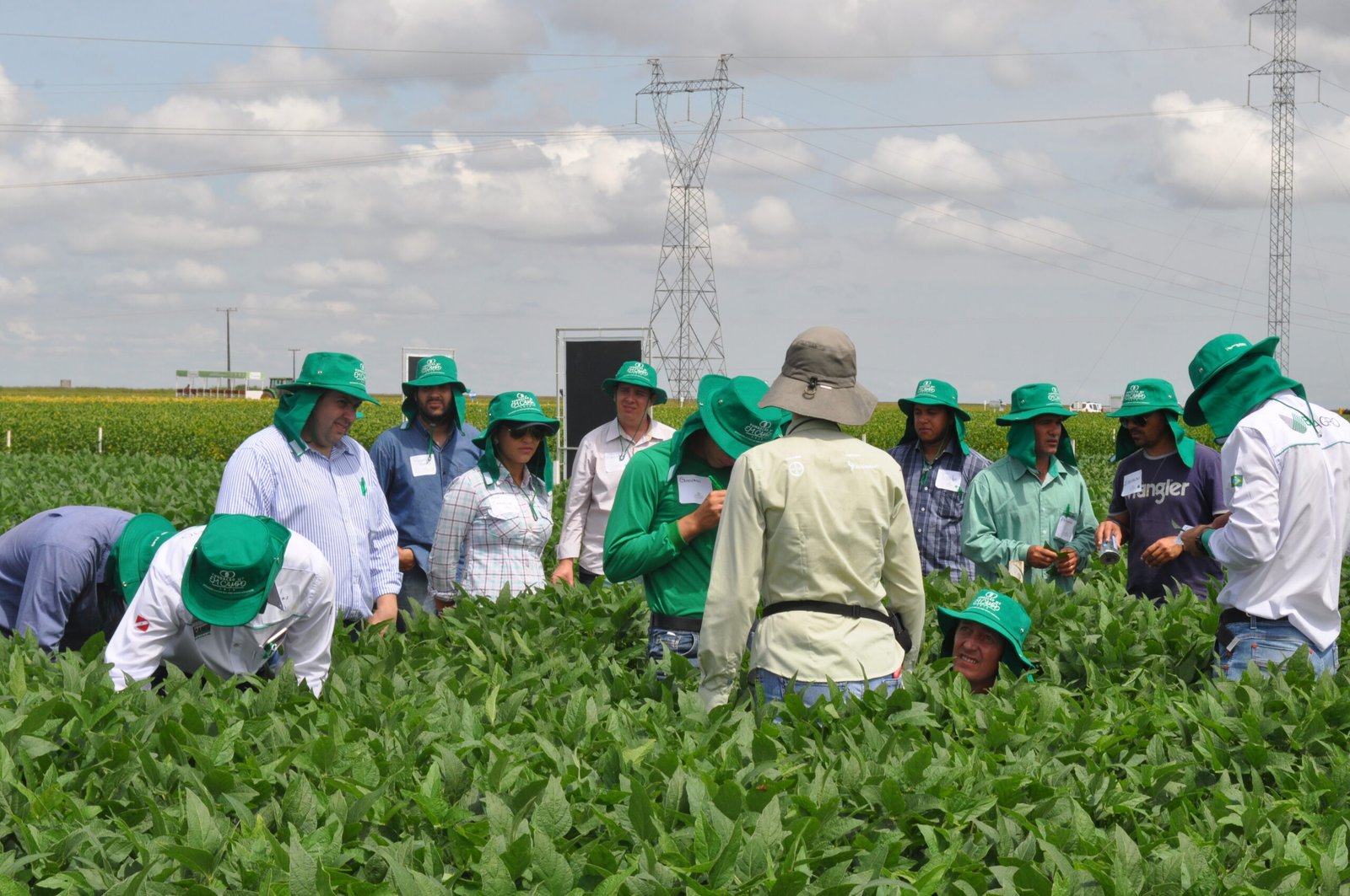Dias de campo da Fundação MT difundem informações estratégicas para a safra de soja