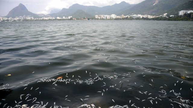 Mais de cinco toneladas de peixes mortos são recolhidas de lagoa no Rio de Janeiro