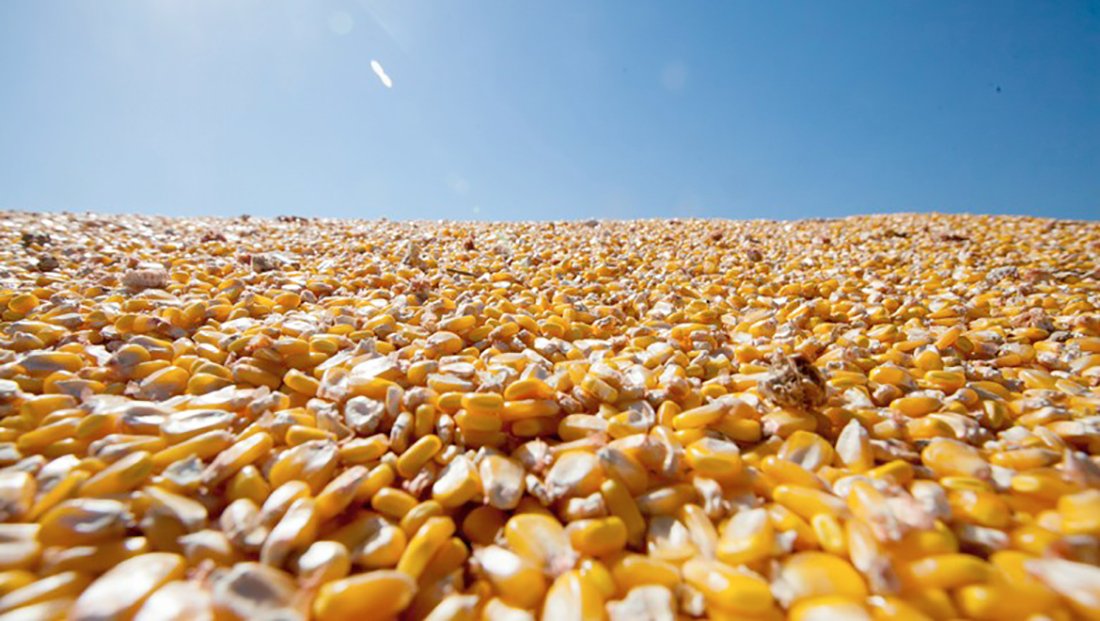 Preço do milho disponível em Mato Grosso recua