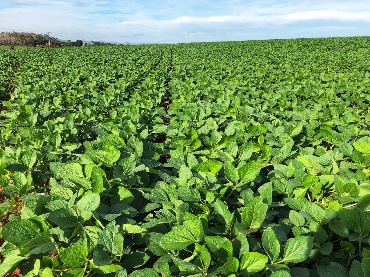 Biotecnologia será foco na Show Safra