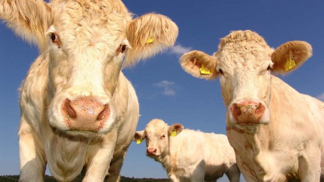 OMSA: Reino Unido registra caso atípico de mal da vaca louca em animal de 17 anos