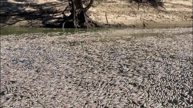 Ondas de calor e inundações provocam morte de milhões de peixes