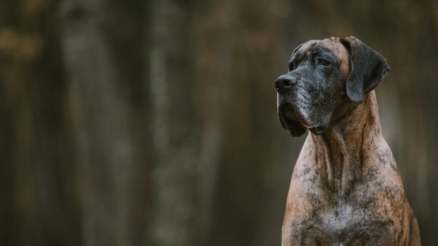 Mulher é morta por cães de vizinho nos Estados Unidos