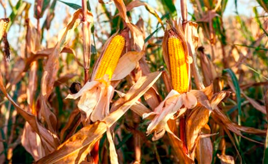 Cotação do milho disponível em Mato Grosso cai 2,1%