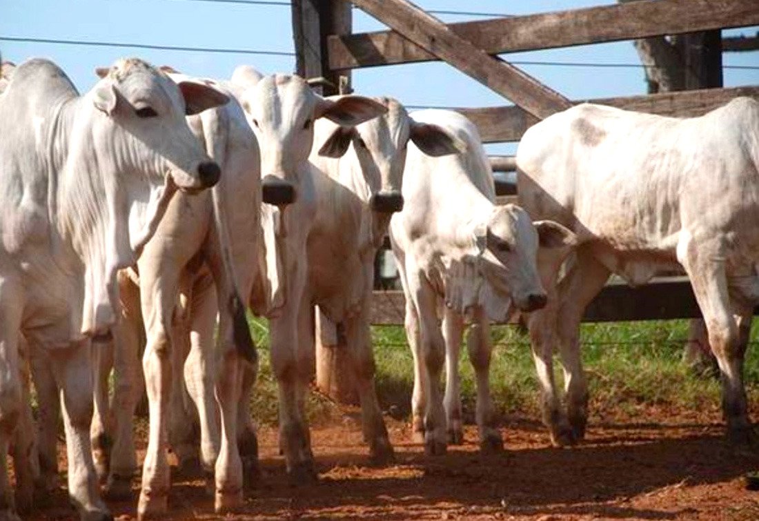 Ágio do bezerro sobre o boi gordo em Mato Grosso cai nos dois primeiros meses