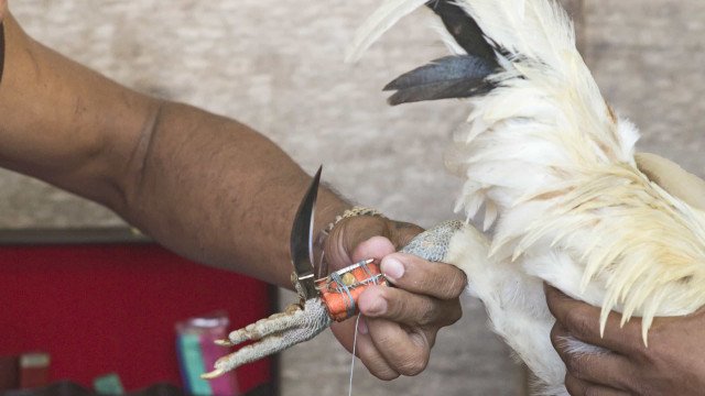 Tiroteio durante luta de galinhas no Havai provoca dois mortos