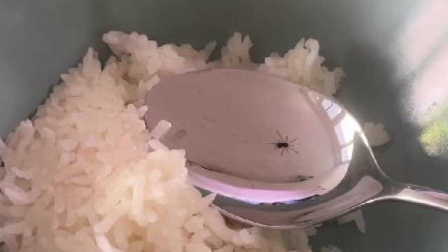 Mulher pensa que tem aranha na comida… e a realidade surpreende