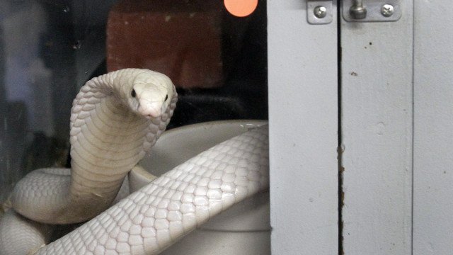 Naja albina super rara é encontrada dentro de casa na Índia