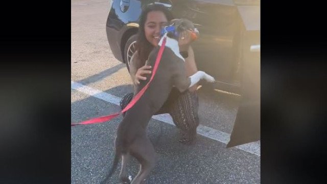 O momento em que dona reencontra cão perdido após dois anos