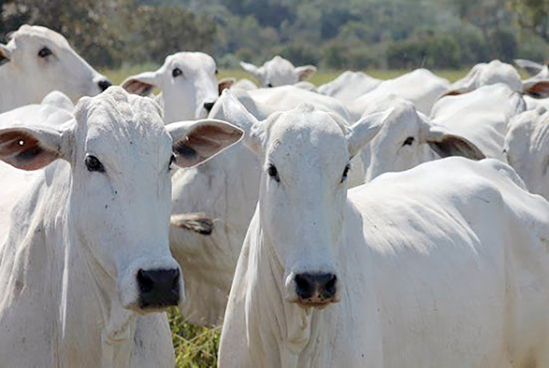 Cotação da vaca gorda cai 5% em Mato Grosso