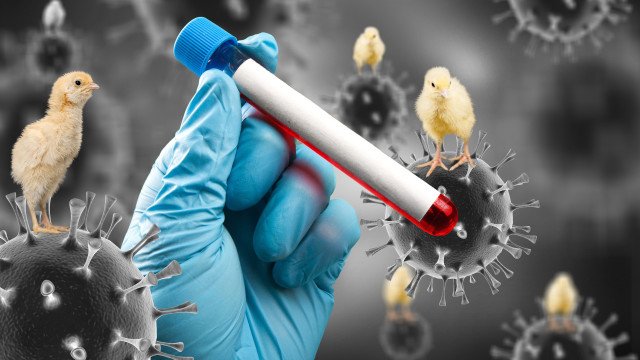 Gripe aviária: Agricultura confirma mais dois casos em aves silvestres; total sobe para 41