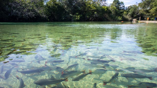 Mercúrio contamina 21% dos peixes vendidos na região da Amazônia