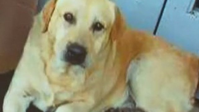 Cão espera há oito meses em frente ao hospital por dono que morreu