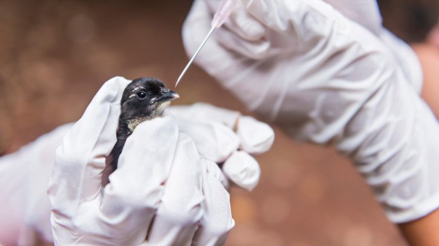 Gripe aviária: Agricultura confirma mais 3 focos em aves silvestres; total sobe a 25