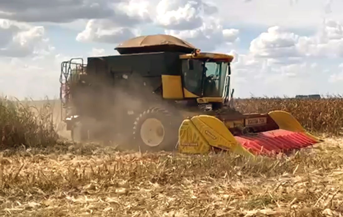 Imea aponta aumento na produtividade de milho em MT com 112 sacas /hectare