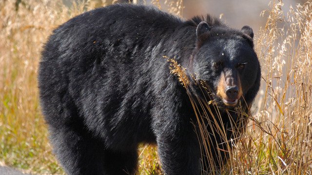 Mulher se defende de ursa com soco e sobrevive a ataque