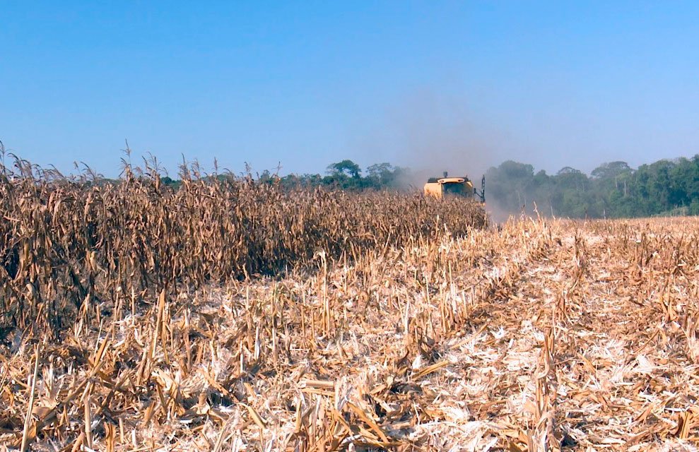 Safra futura de milho em Mato Grosso será ‘desafiadora’ para produtor após forte queda de preço