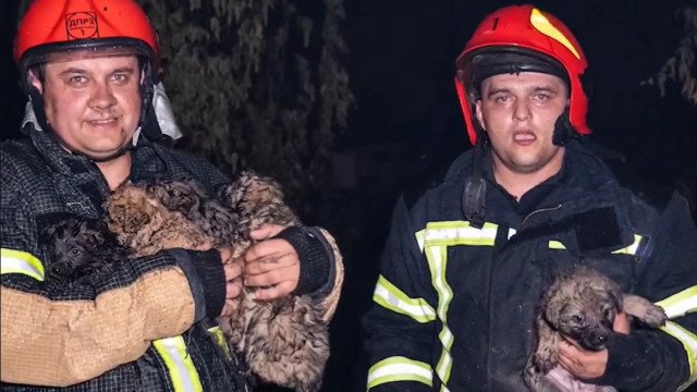 Bombeiros resgatam cães bebês de escombros de prédio em chamas na Ucrânia