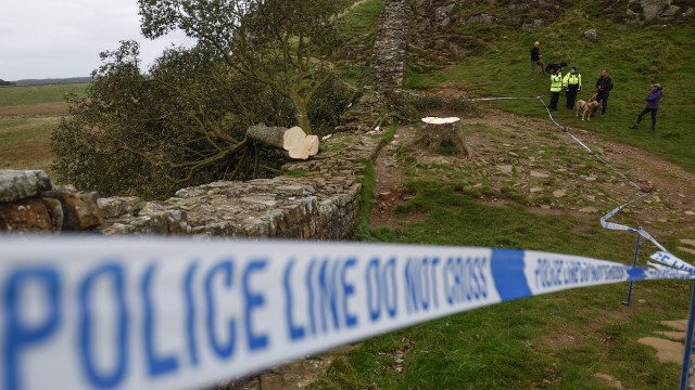 Árvore mais famosa do Reino Unido é derrubada em possível ato de vandalismo