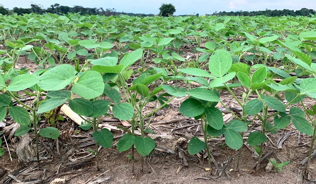 Plantio da soja em Mato Grosso avança e produtores ‘esperam’ mais chuvas para intensificar ritmo